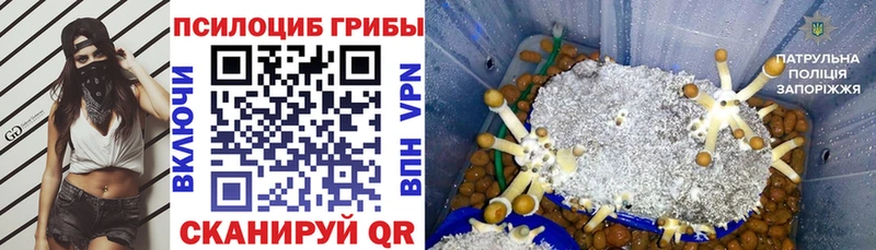 Псилоцибиновые грибы Cubensis  как найти   Малоярославец 